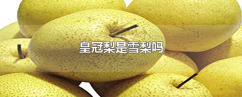 皇冠梨是雪梨吗皇冠梨和雪梨的区别