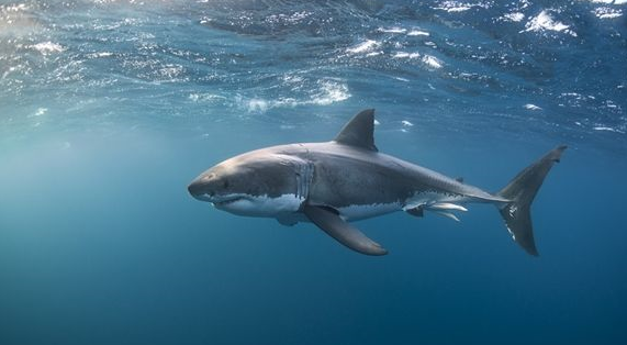 鲨鱼为什么怕海豚 鲨鱼为什么不吃海豚