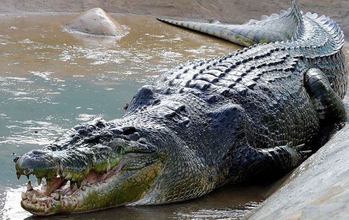 2022十大鳄鱼排名 鳄鱼最大能长到多少米