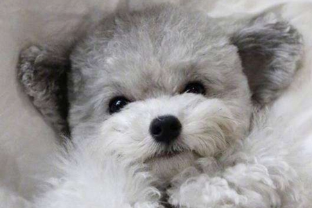 泰迪犬颜色分类哪种是你心仪的