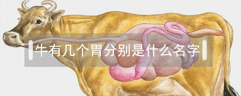 1,瘤胃(毛肚)瘤胃就是我们平常吃的毛肚,瘤胃表面上有许多的小针刺