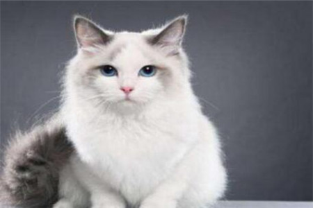 布偶猫为什么不喜欢叫布偶猫晚上叫是什么原因 生活小百科