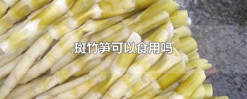 斑竹有冬笋吗斑竹笋可以食用吗