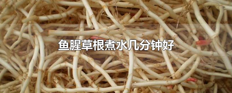 鱼腥草根煮水几分钟好鱼腥草根的功效与作用
